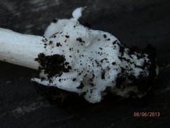 Amanita sinicoflava