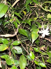 Jasminum