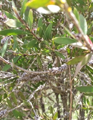 Melaleuca