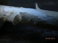 Amanita sinicoflava