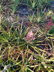 Bromelia hieronymi