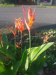 Heliconia psittacorum