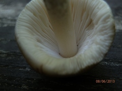 Amanita sinicoflava
