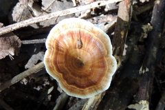 Microporus