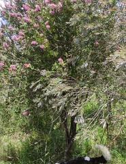 Melaleuca