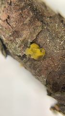 Dacrymyces