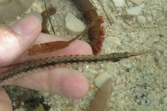 Syngnathus louisianae