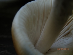 Amanita sinicoflava