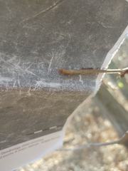 Toxicodendron radicans