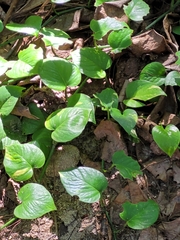 Cissus verticillata