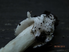 Amanita sinicoflava