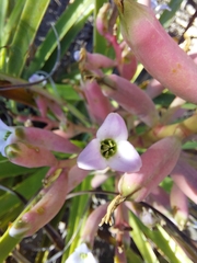Bromelia hieronymi