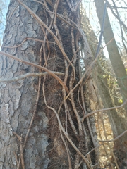 Toxicodendron radicans