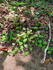 Cissus verticillata