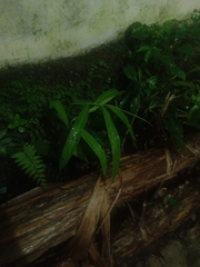 Zingiber officinale