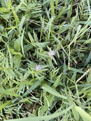 Lobelia chinensis