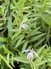 Lobelia chinensis