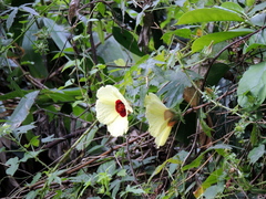 Hibiscus surattensis