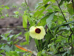 Hibiscus surattensis