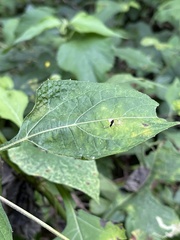 Tithonia rotundifolia