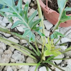 Thaumatophyllum xanadu