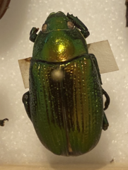 Pelidnota velutipes