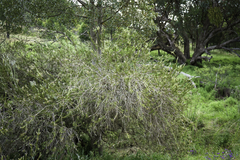 Melaleuca paludicola