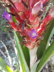 Aechmea distichantha