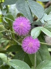 Mimosa albida