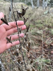 Camassia leichtlinii