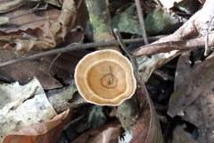 Microporus