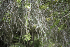 Melaleuca paludicola