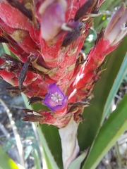 Aechmea distichantha