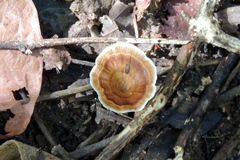 Microporus