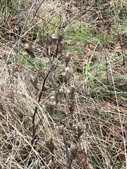 Camassia leichtlinii