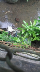 Kinosternon leucostomum