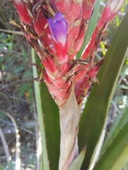 Aechmea distichantha