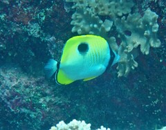 Chaetodon unimaculatus