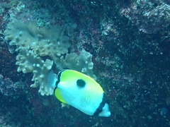 Chaetodon unimaculatus