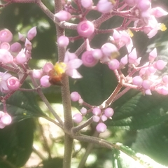 Miconia xalapensis
