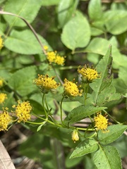Bidens reptans