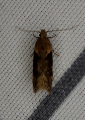 Chionodes mediofuscella