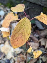Cornus sericea