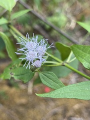 Chromolaena odorata