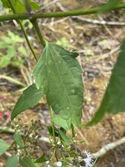 Chromolaena odorata