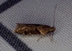 Chionodes mediofuscella