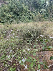 Chromolaena odorata