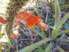 Cleistocactus baumannii