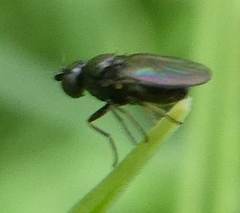 Milichiidae