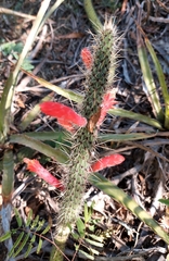 Cleistocactus baumannii
